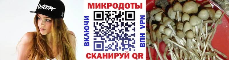 купить Кувандык Псилоцибиновые грибы Psilocybine cubensis